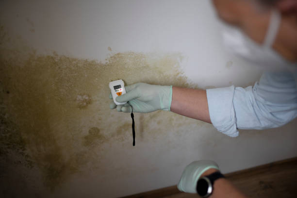 Best Health and Safety Mold Remediation in Drum Point, MD