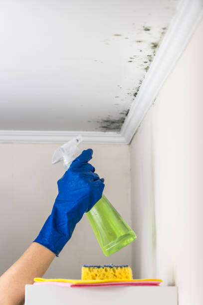 Best Bathroom Mold Remediation in Drum Point, MD